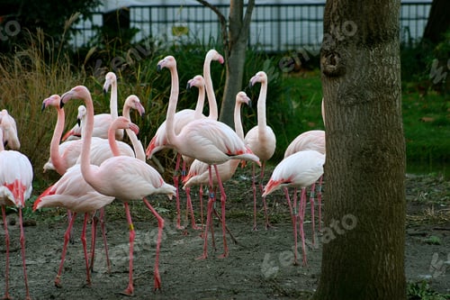 Preview: A Group Of Flamingos