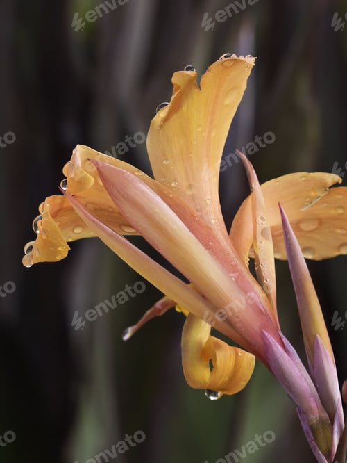 Preview: Delicate Beauty Of Nature: Wet Daylily Cultivar, Rear View, In Summer Garden (Shallow Depth Of