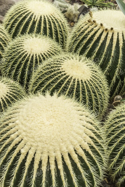 Preview: Golden Barrel Cacti Growing In A Conservatory. This Species Of Cactus, Echinocactus Grusonii (Also