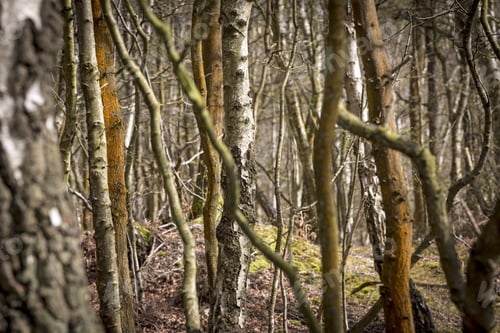 Preview: Trees Growing Closely In A Forest In Springtime