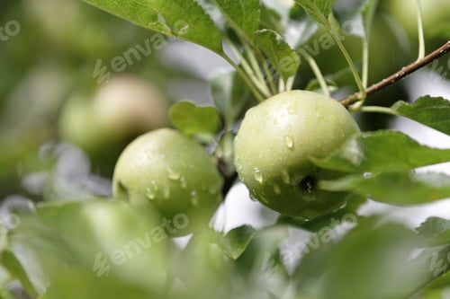 Preview: Fresh Apples With Moisture On Growing In A Summer Orchard