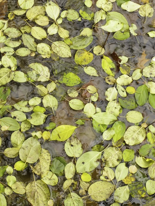 Preview: Autumn Background: Colorful Leaves Floating Together On Surface Of River