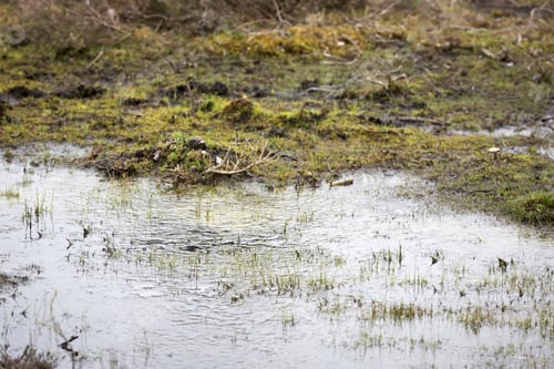 Preview: New Shoots Growing In Marshland In Springtime