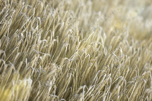 Preview: Fresh Crops At Sunrise On A Summers Morning