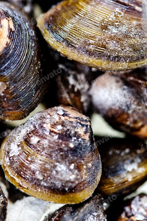 Preview: Bunch Of Frozen Clams - Sea Food Concepts