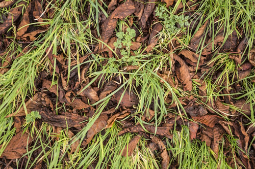 Preview: Detail Of Grass With Dried Leaves On In Autumn