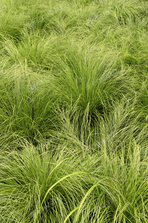 Preview: Green Ornamental Grass In Spring Garden, For Concepts Or Backgrounds With Motifs Of Luxuriant