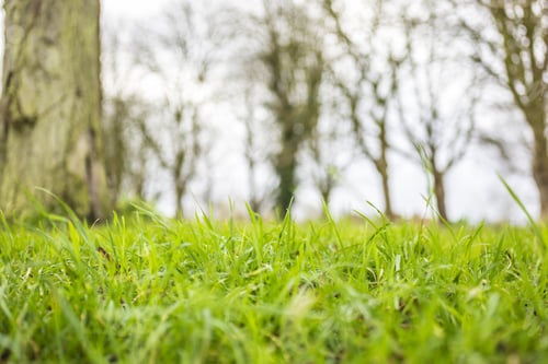 Preview: Macro View Of Fresh Grass Stems
