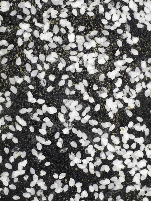 Preview: Spring Background: Many White Petals Of Flowering Dogwood (Botanical Name: Cornus Florida) On Wet