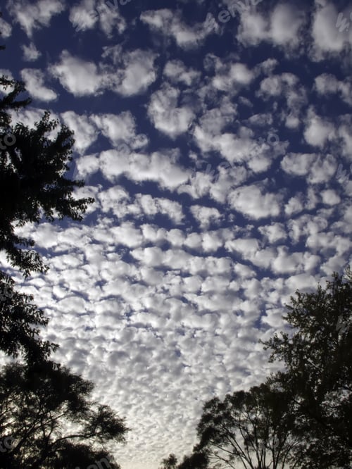 Preview: High Clouds Patterned Like A Huge Puzzle In Blue Morning Sky, Framed By Treetop Silhouettes