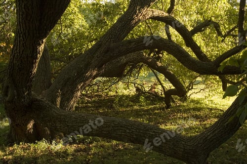 Preview: Curving Tree Trunks