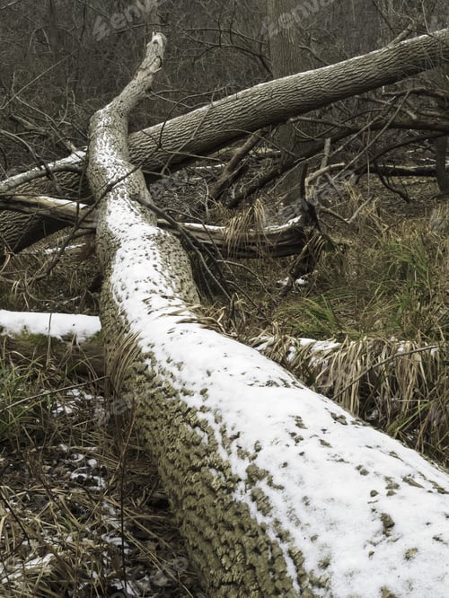 Preview: Fallen Tree Trunk With Light Snow In Winter Woods, Oak Brook, Illinois