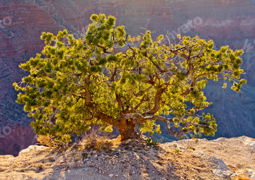 Preview: Little Green Tree In The Middle Of The Desert