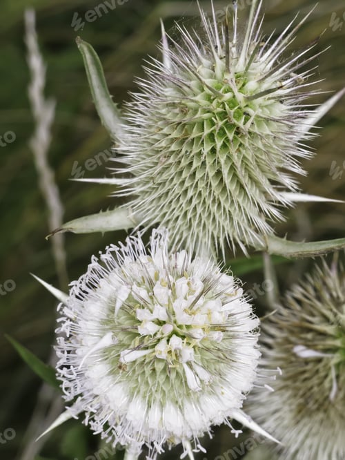 Preview: Two Heads Of Cutleaf Teasel (Botanical Name: Dipsacus Laciniatus), One With, And The Other Without