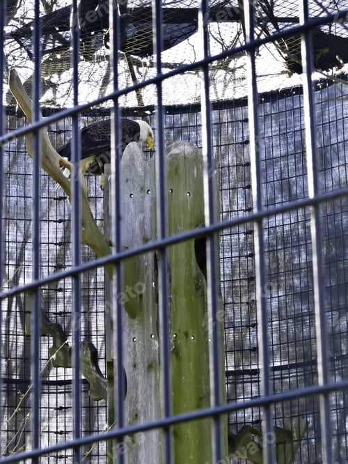 Preview: Bald Eagle (Scientific Name: Haliaeetus Leucocephalus) In Rehabilitative Captivity Due To Some