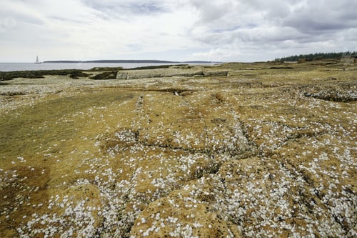 Preview: Coastal Landscape With Abundance Of Barnacles: Granite Outcroppings At Low Tide In The Wonderland