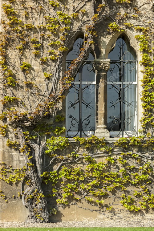 Preview: Plants Growing Up An Old Building Wall