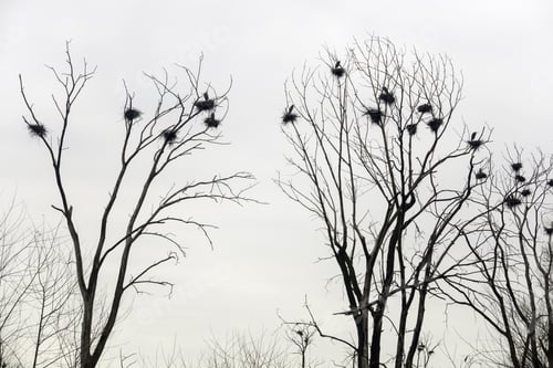 Preview: Example Of Synchronized Behavior In Breeding Birds: Rookery Of Great Blue Herons (Binomial Name