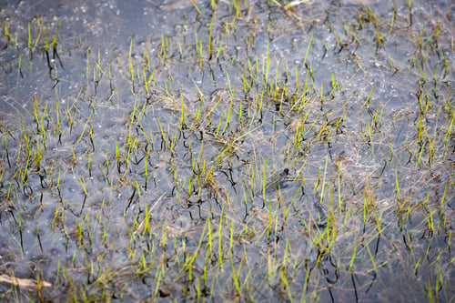 Preview: New Shoots Growing In Marshland In Springtime