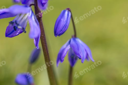 Preview: Beautiful Purple Iris Opening In Springtime