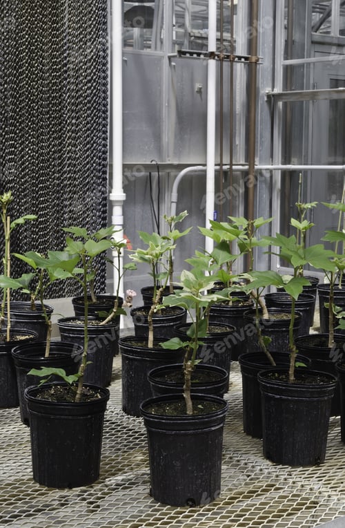 Preview: Pipes And Potted Plants In Room Of University Greenhouse