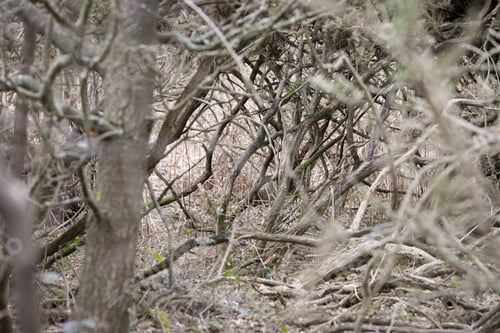 Preview: Collection Of Wooden Sticks In A Pile