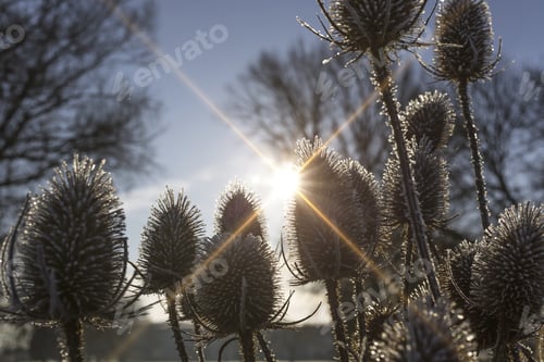 Preview: Beautiful Wild Thistles Covered In Frost On A Bright Sunny Morning