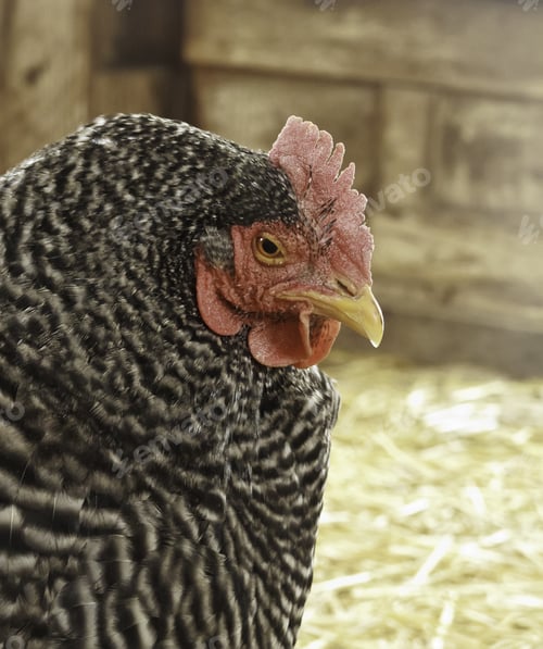 Preview: Hen (Scientific Name: Gallus Gallus Domesticus) Outside Her Coop On A Farm