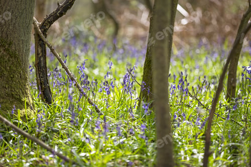 Preview: Blue Bells Flowering In Springtime On A Forest Floor