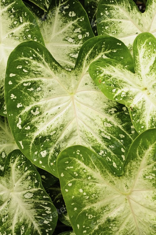 Preview: Hosta With White Center And White Splotches Around The Edges