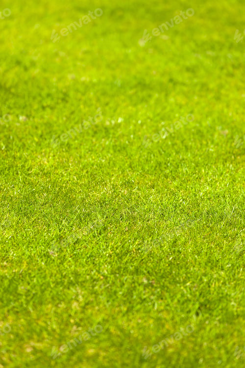 Preview: Well Looked After Lawn In Summer