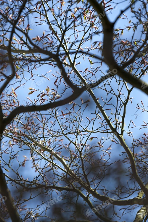 Preview: New Leaf Growth And Blossom On A Large Horse Chestnut Tree In Spring