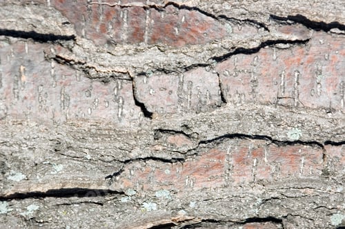 Preview: Bark On A Tree