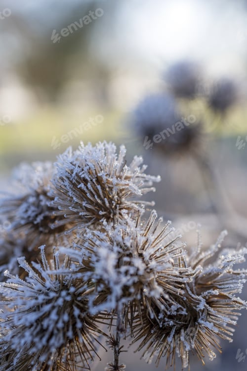 Preview: Beautiful Wild Thistles Covered In Frost On A Bright Sunny Morning