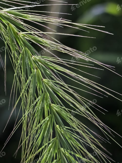 Preview: Closeup Of Tall Prairie Grass With Morning Dew, Summer In Northern Illinois (Shallow Depth Of Field)