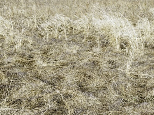 Preview: Prairie Grass In A Spring Breeze, Northern Illinois