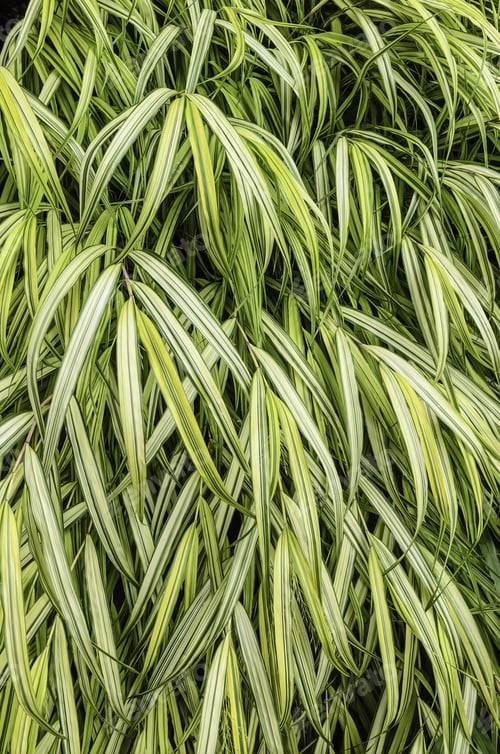 Preview: Luxuriant Thicket Of Striped Yellowish Ornamental Grass In Summer, For Decoration And Background
