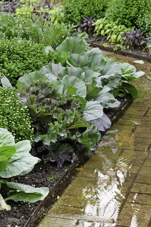 Preview: Wet Paved Path In A Formal Garden After Morning Watering
