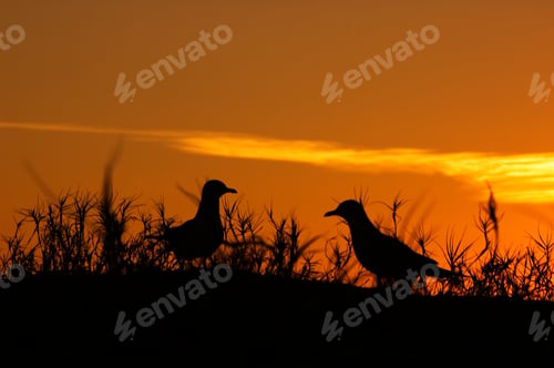 Preview: Two Seagulls Staring At Each Other At Sunrise