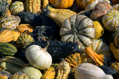 Preview: Assortment Of Gourds