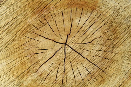 Preview: Pattern Of Cracks In Stump Of Recently Sawn Tree