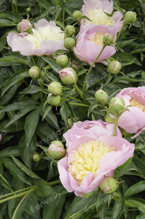 Preview: Spring Blooms: Peach Strudel Peonies (Binomial Name: Paeonia 'Peach Strudel'), With Many Buds Yet