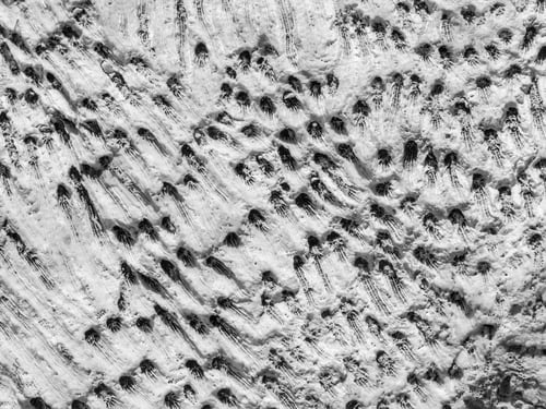Preview: Cross Section Of Fossils, Probably Coral, On A Large Rock In The Florida Keys, In Black And White