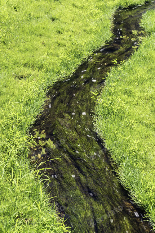 Preview: Gentle Current In Summer: Grassy Creek With Slight Motion Blur Of Bubbles, For Themes Of