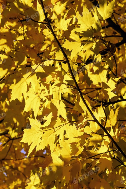 Preview: Autumn At A Glance: Leaves On Maple Tree Bright With Afternoon Sunlight In October, Northern