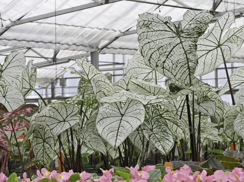 Preview: Tropical Flowers In Temperate Climate: Caladiums (Botanical Name: Caladium X Hortulanum) With White