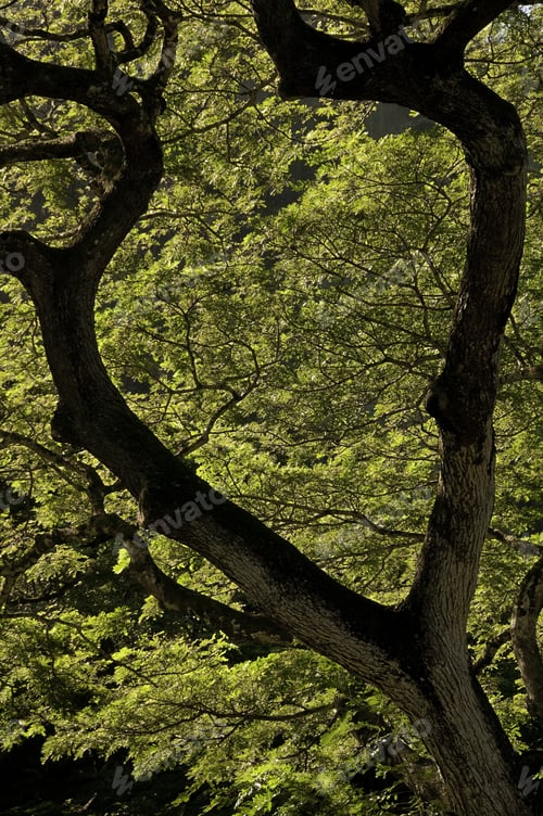 Preview: Heart-Shaped Fork In Tree Trunk