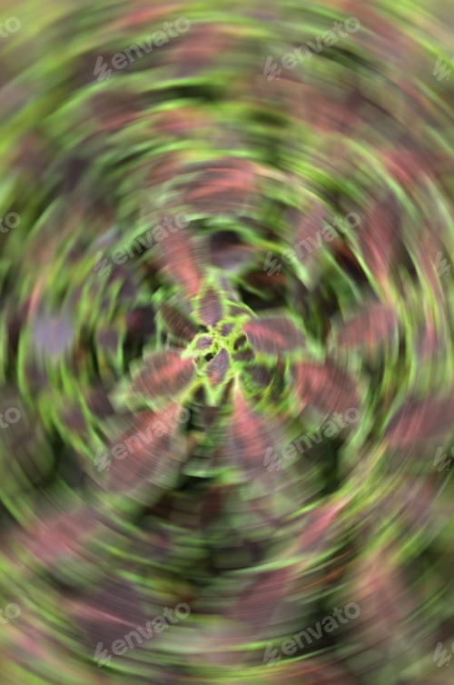 Preview: Garden Abstract: Radial Blur Of Coleus Cultivar (Botanical Name: Solenostemon Scutellarioides)