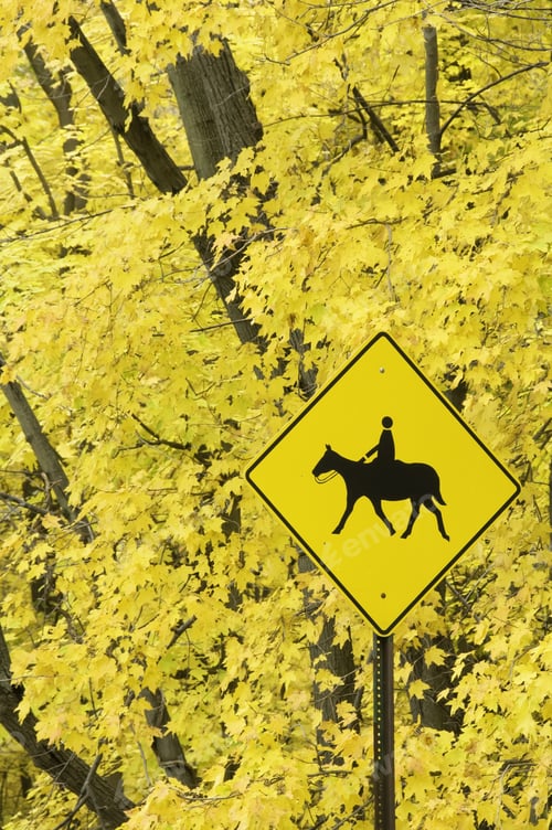 Preview: Yellow Horse Crossing Sign By Maple Trees With Yellow Leaves In Autumn