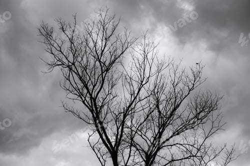 Preview: Minimalist Study Of Waiting: Silhouette Of Bare Tree With A Lone Bird Perched Near The Top Under An
